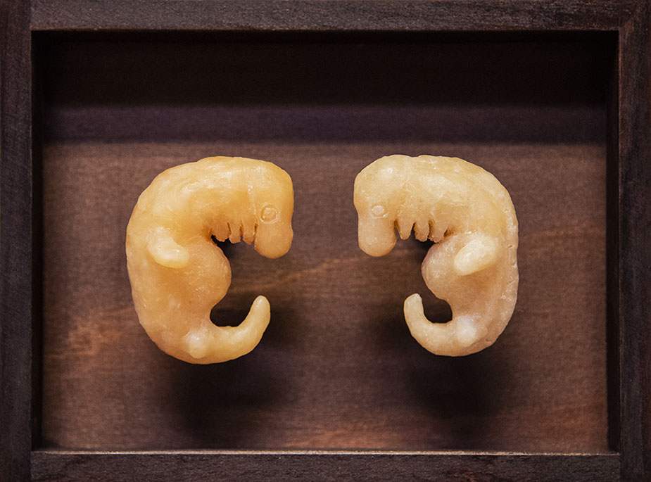 haeckel und sein Hund im Dialog über darwin